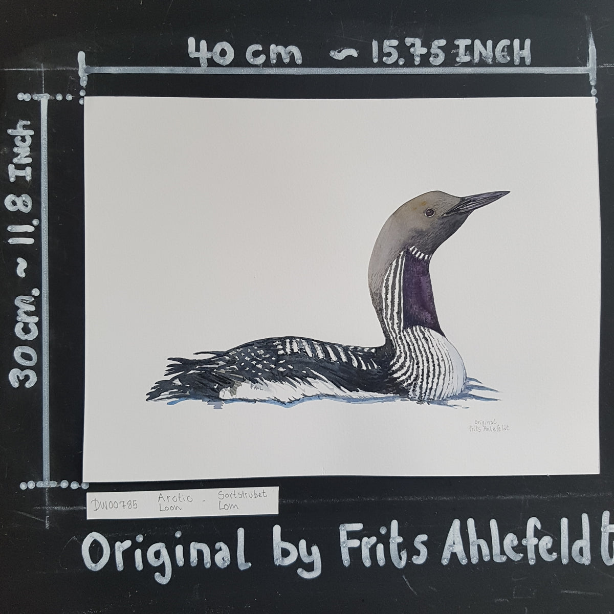 絵画 Cool Waters Dw00785 Original Arctic loon watercolor – Frits Ahlefeldt Art