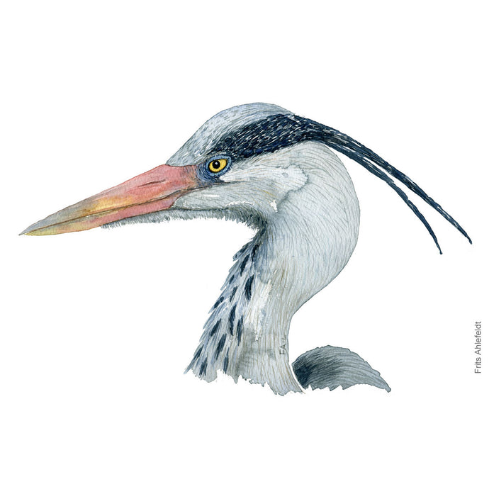 Original watercolors: Biodiversity in Denmark