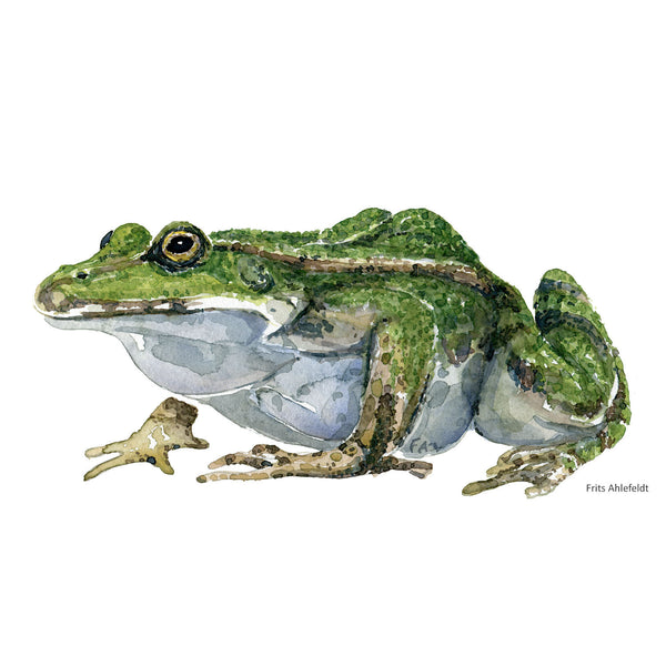 New frog watercolors - biodiversity research