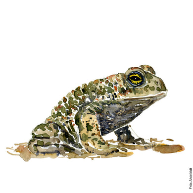 Dw00001 Original A4 Natterjack toad