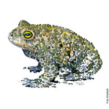 Load image into Gallery viewer, Dw00002 Original A4 Natterjack toad