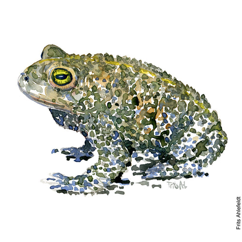 Dw00002 Original A4 Natterjack toad