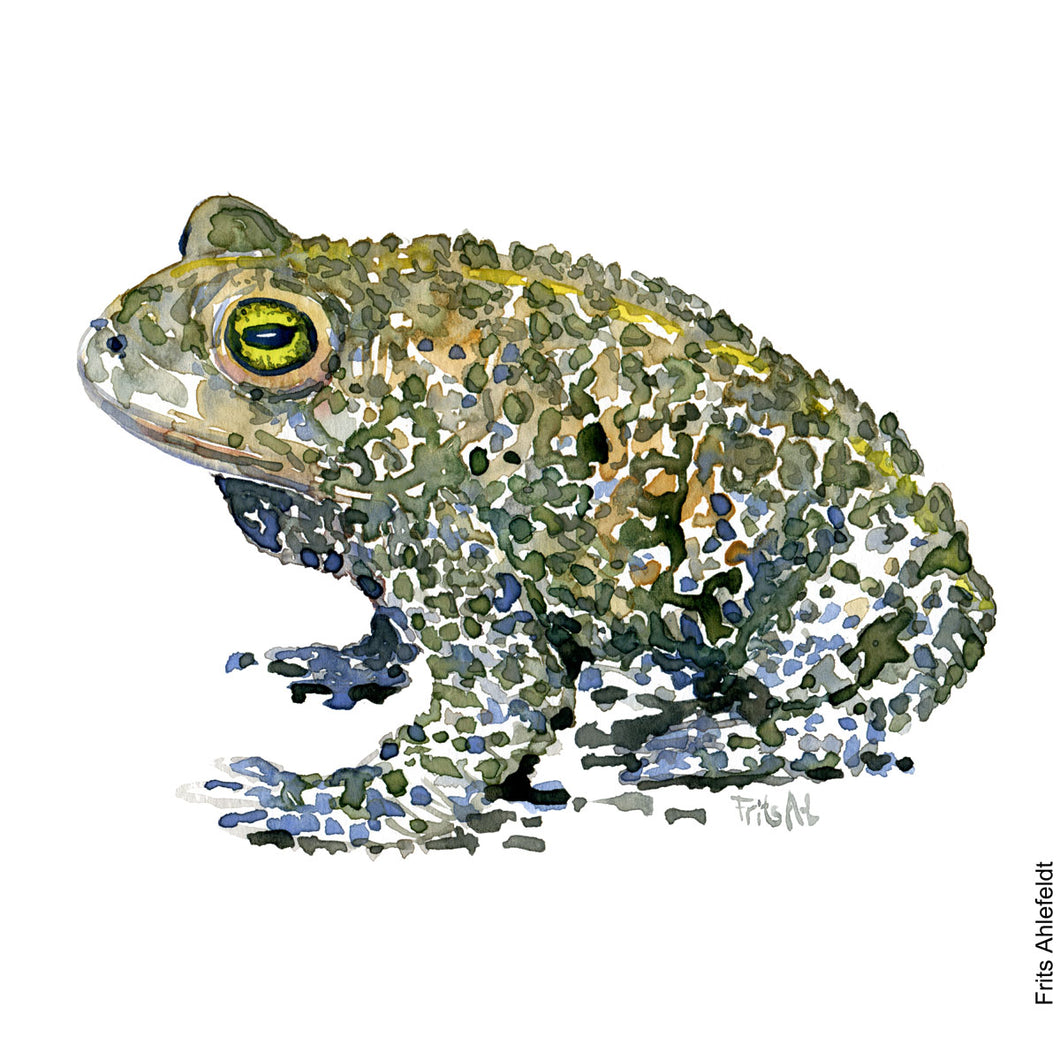 Dw00002 Original A4 Natterjack toad