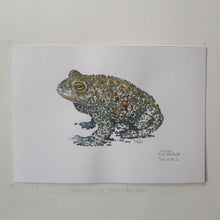 Load image into Gallery viewer, Dw00002 Original A4 Natterjack toad