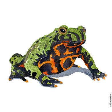 Dw00005 Original A4 Fire-bellied frog