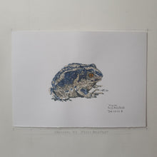 Load image into Gallery viewer, Dw00008 Original A4 Common spade foot toad