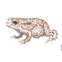 Load image into Gallery viewer, Dw00013 Original A4 Common toad