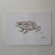 Load image into Gallery viewer, Dw00013 Original A4 Common toad