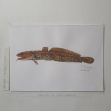 Load image into Gallery viewer, Dw00019 Original A4 Burbot freshwater fish