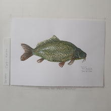 Load image into Gallery viewer, Dw00020 Original A4 Carp freshwater fish