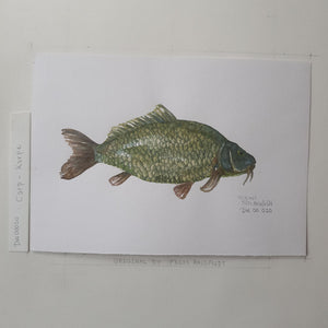 Dw00020 Original A4 Carp freshwater fish