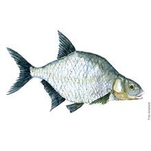 Load image into Gallery viewer, Dw00021 Original A4 Common bream freshwater fish