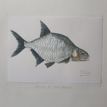 Load image into Gallery viewer, Dw00021 Original A4 Common bream freshwater fish