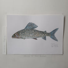 Load image into Gallery viewer, Dw00025 Original A4 Grayling freshwater fish