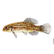 Load image into Gallery viewer, Dw00028 Original A4 Eastern mudminnow freshwater fish