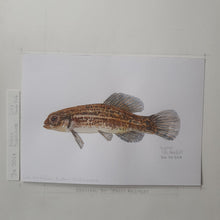 Load image into Gallery viewer, Dw00028 Original A4 Eastern mudminnow freshwater fish