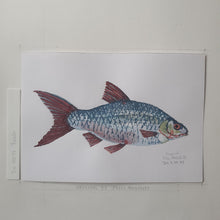 Load image into Gallery viewer, Dw00033 Original A4 Roach freshwater fish