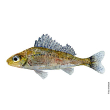 Load image into Gallery viewer, Dw00035 Original A4 Ruffe freshwater fish