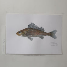 Load image into Gallery viewer, Dw00035 Original A4 Ruffe freshwater fish