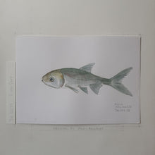 Load image into Gallery viewer, Dw00037 Original A4 Silver carp freshwater fish