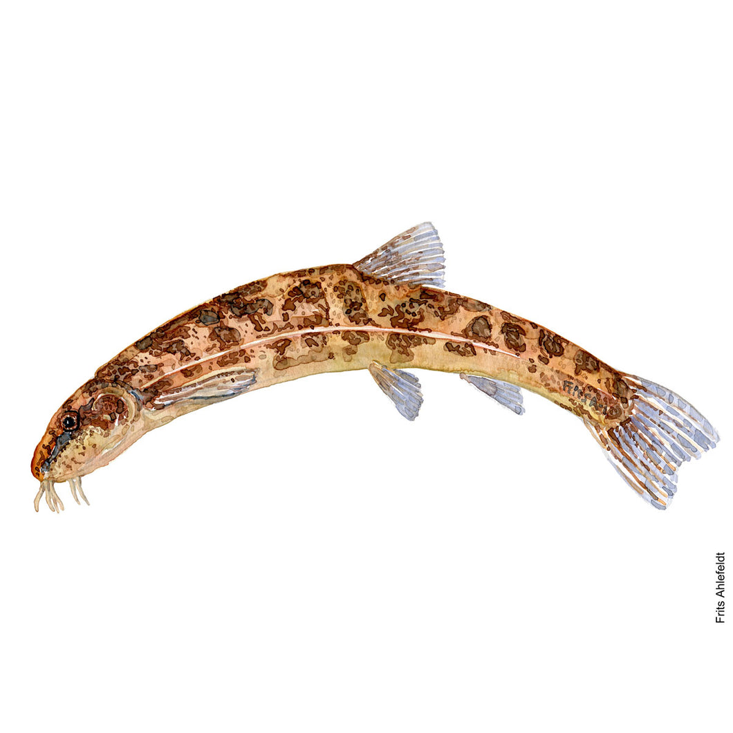 Dw00040 Original A4 Stone loach freshwater fish