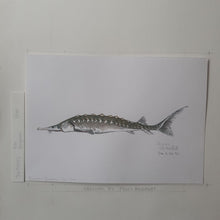 Load image into Gallery viewer, Dw00042 Original A4 European sturgeon freshwater fish