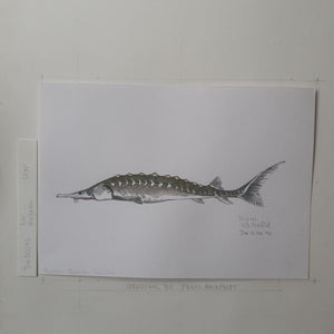 Dw00042 Original A4 European sturgeon freshwater fish