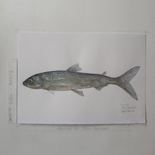 Load image into Gallery viewer, Dw00044 Original A4 Cisco freshwater fish