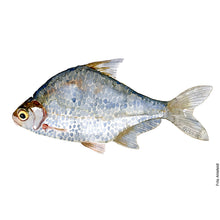 Load image into Gallery viewer, Dw00047 Original A4 White bream freshwater fish