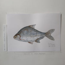 Load image into Gallery viewer, Dw00047 Original A4 White bream freshwater fish