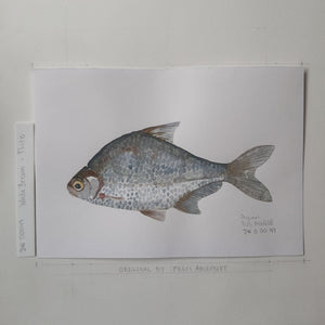 Dw00047 Original A4 White bream freshwater fish