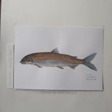 Load image into Gallery viewer, Dw00048 Original A4 Whitefish freshwater fish