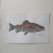 Load image into Gallery viewer, Dw00049 Original A4 Trout freshwater fish