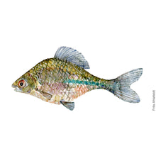 Load image into Gallery viewer, Dw00057 Original A4 Bitterling freshwater fish