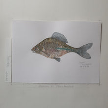 Load image into Gallery viewer, Dw00057 Original A4 Bitterling freshwater fish