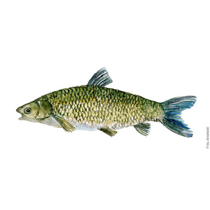 Dw00059 Original A4 Grass carp freshwater fish