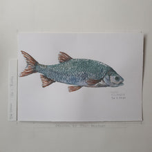 Load image into Gallery viewer, Dw00060 Original A4 Ide freshwater fish