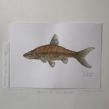 Load image into Gallery viewer, Dw00061 Original A4 Stone moroko freshwater fish