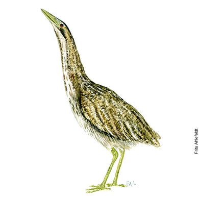 Dw00077 Original A4 Eurasian bittern watercolor