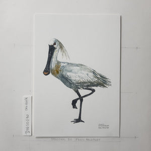 Dw00080 Original A4 Eurasian Spoonbill watercolor