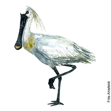 Dw00080 Original A4 Eurasian Spoonbill watercolor