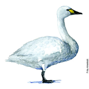 Dw00084 Original A4 Tundra swan watercolor