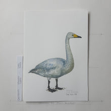 Load image into Gallery viewer, Dw00085 Original A4 Whooper swan watercolor