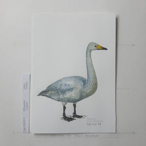 Dw00085 Original A4 Whooper swan watercolor