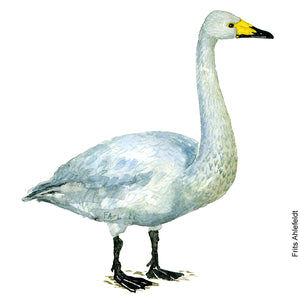 Dw00085 Original A4 Whooper swan watercolor