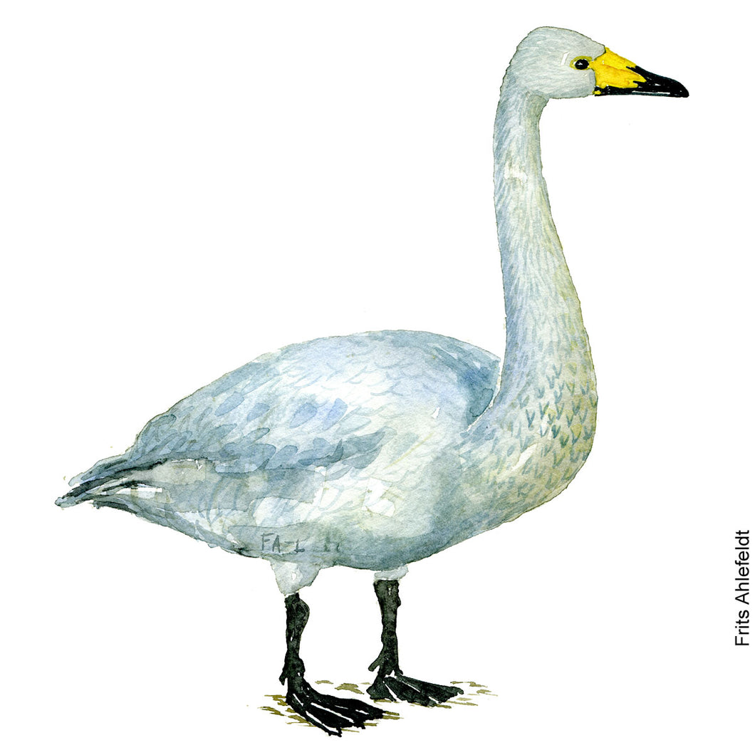 Dw00085 Original A4 Whooper swan watercolor