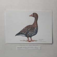 Load image into Gallery viewer, Dw00089 Original A4 Greater white-fronted goose watercolor