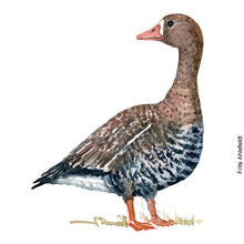 Load image into Gallery viewer, Dw00089 Original A4 Greater white-fronted goose watercolor