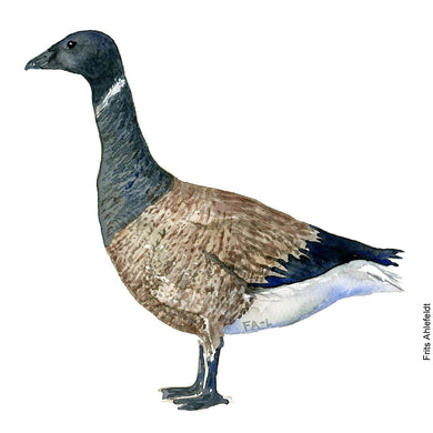 Dw00090 Original A4 Brant goose watercolor