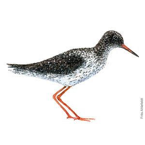 Dw00113 Original A4 Common redshank watercolor